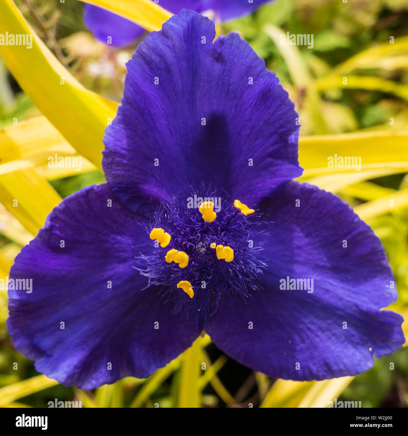 A macro shot of a blue tradescantia bloom. Stock Photo