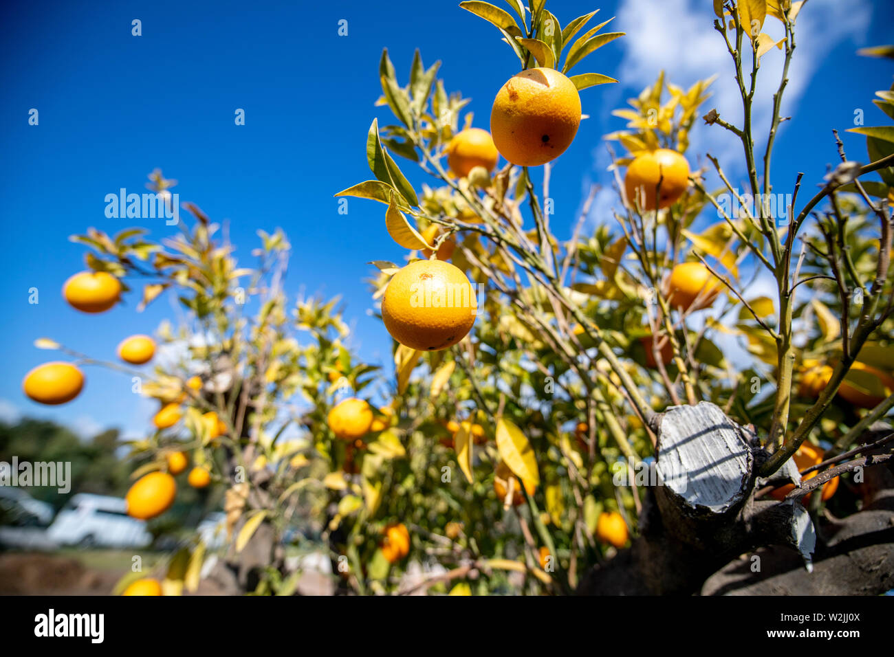 Marbella Themenbild Sommer, Orangen   Orangen an einem Orangenbaum vor blauem Himmel bei strahlendem Sonnenschein. Stock Photo