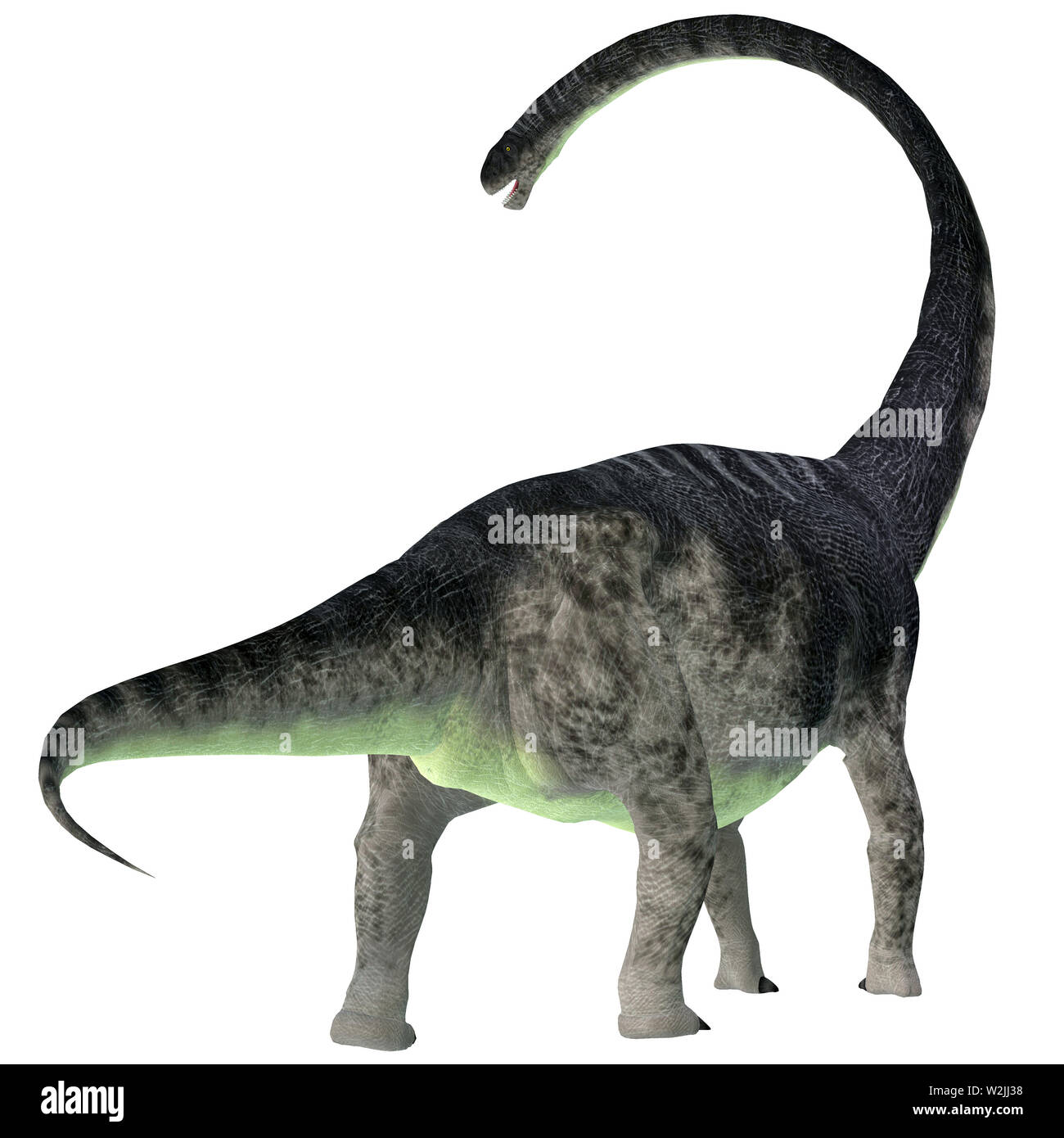 Omeisaurus was a herbivorous sauropod dinosaur that lived in China during the Jurassic Period. Stock Photo