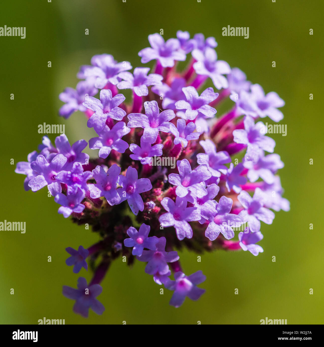 Verbena bonariensis buenos aires hires stock photography and images