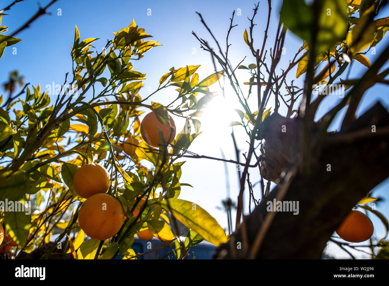 Marbella Themenbild Sommer, Orangen   Orangen an einem Orangenbaum vor blauem Himmel bei strahlendem Sonnenschein. Stock Photo