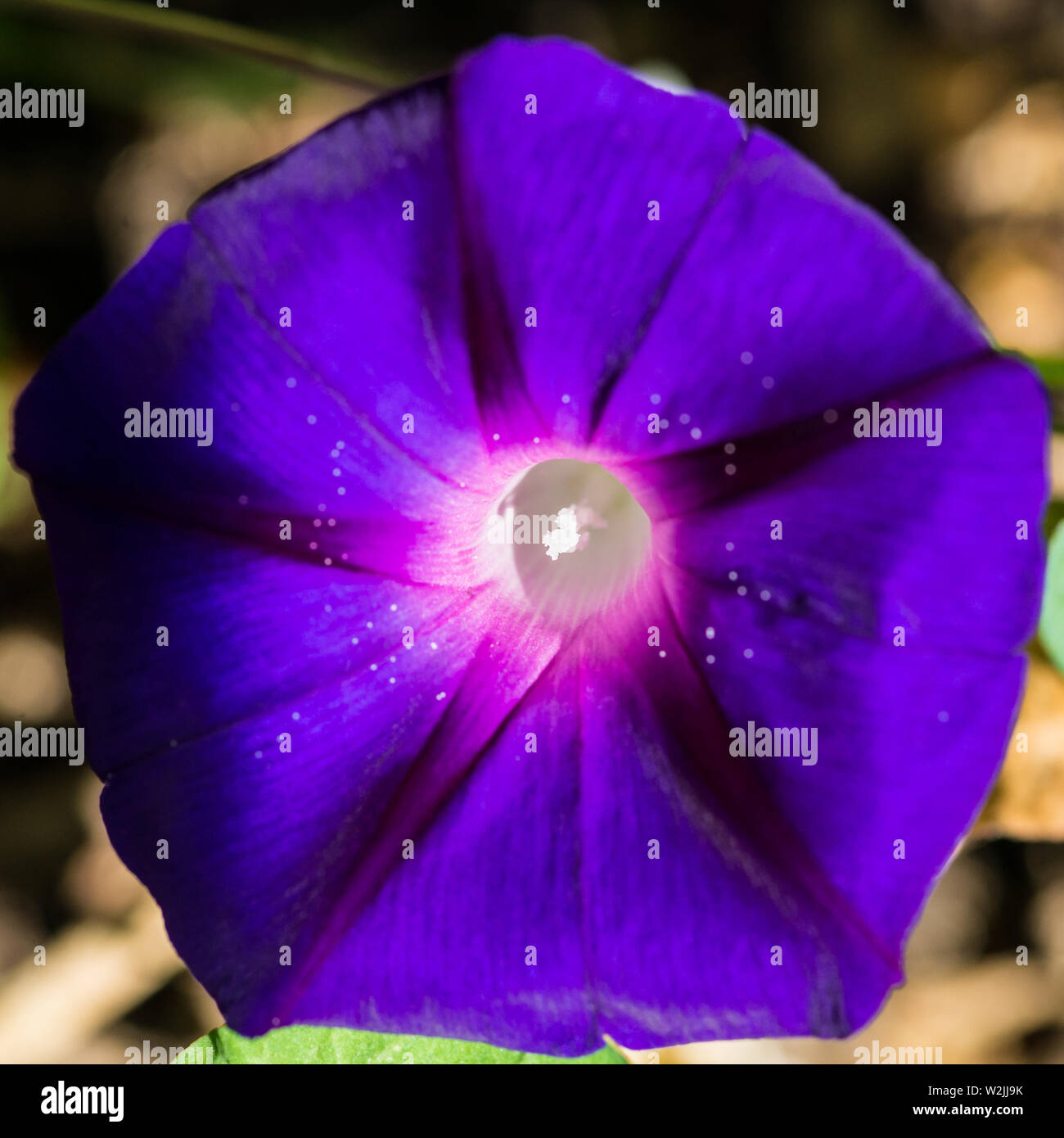 A macro shot of a purple coloured morning glory bloom. Stock Photo