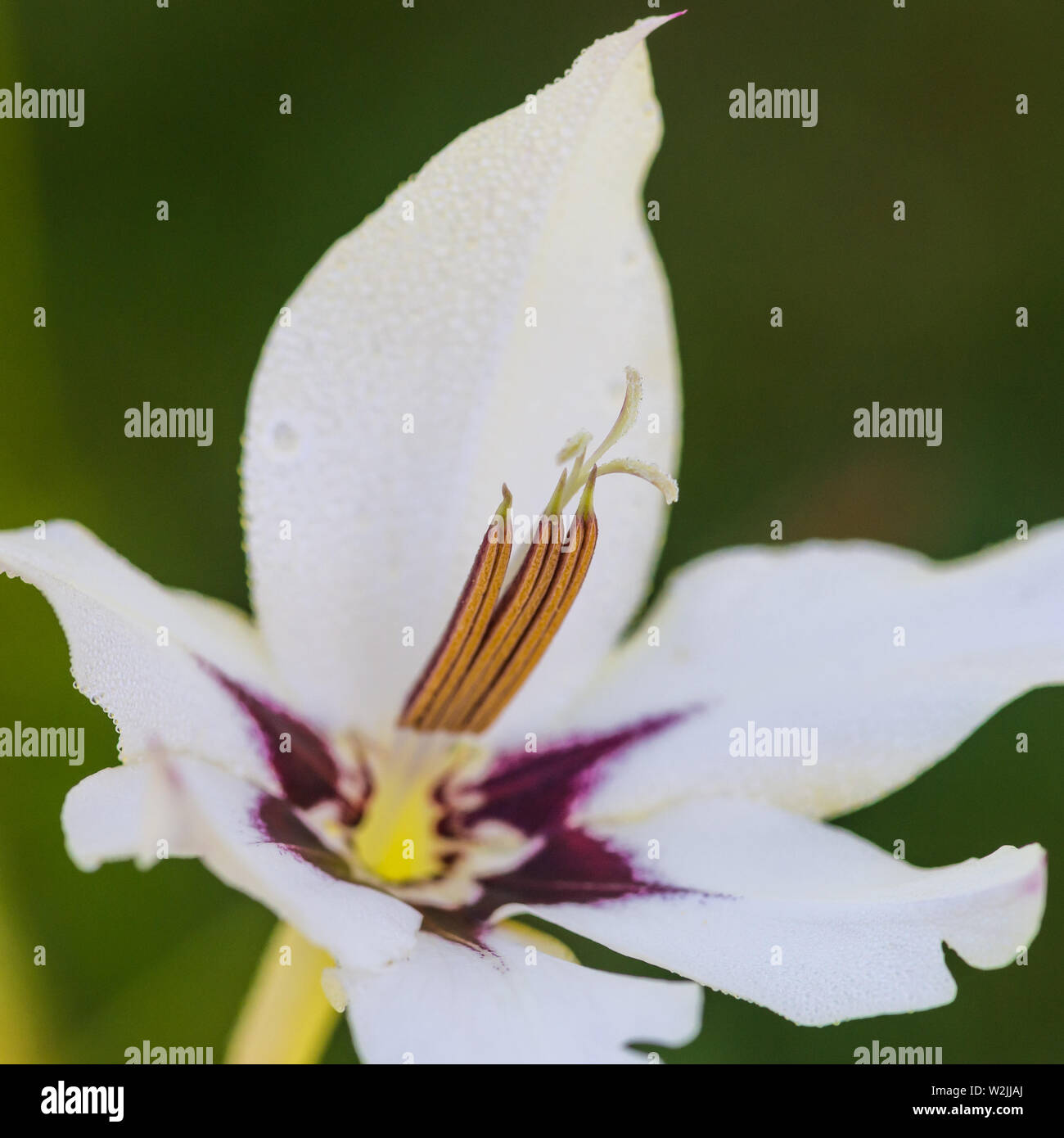 A macro shot of a white acidanthera flower. Stock Photo