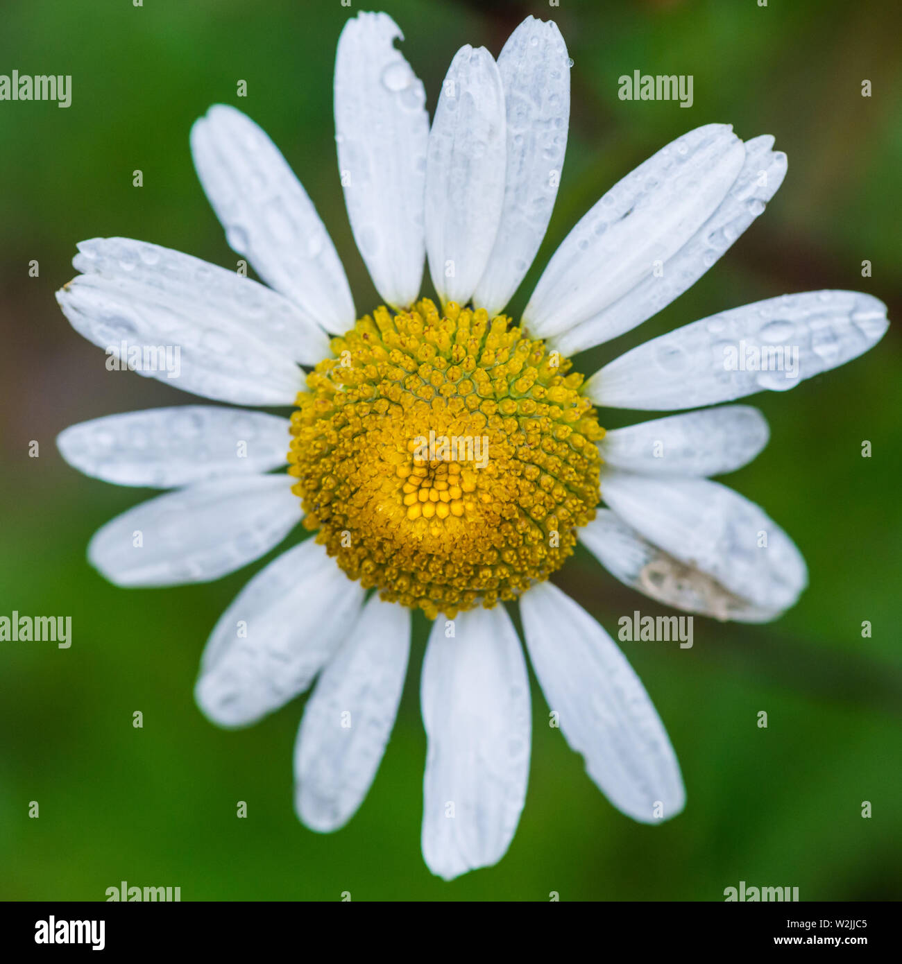 A macro shot of a wet white oxeye daisy bloom. Stock Photo