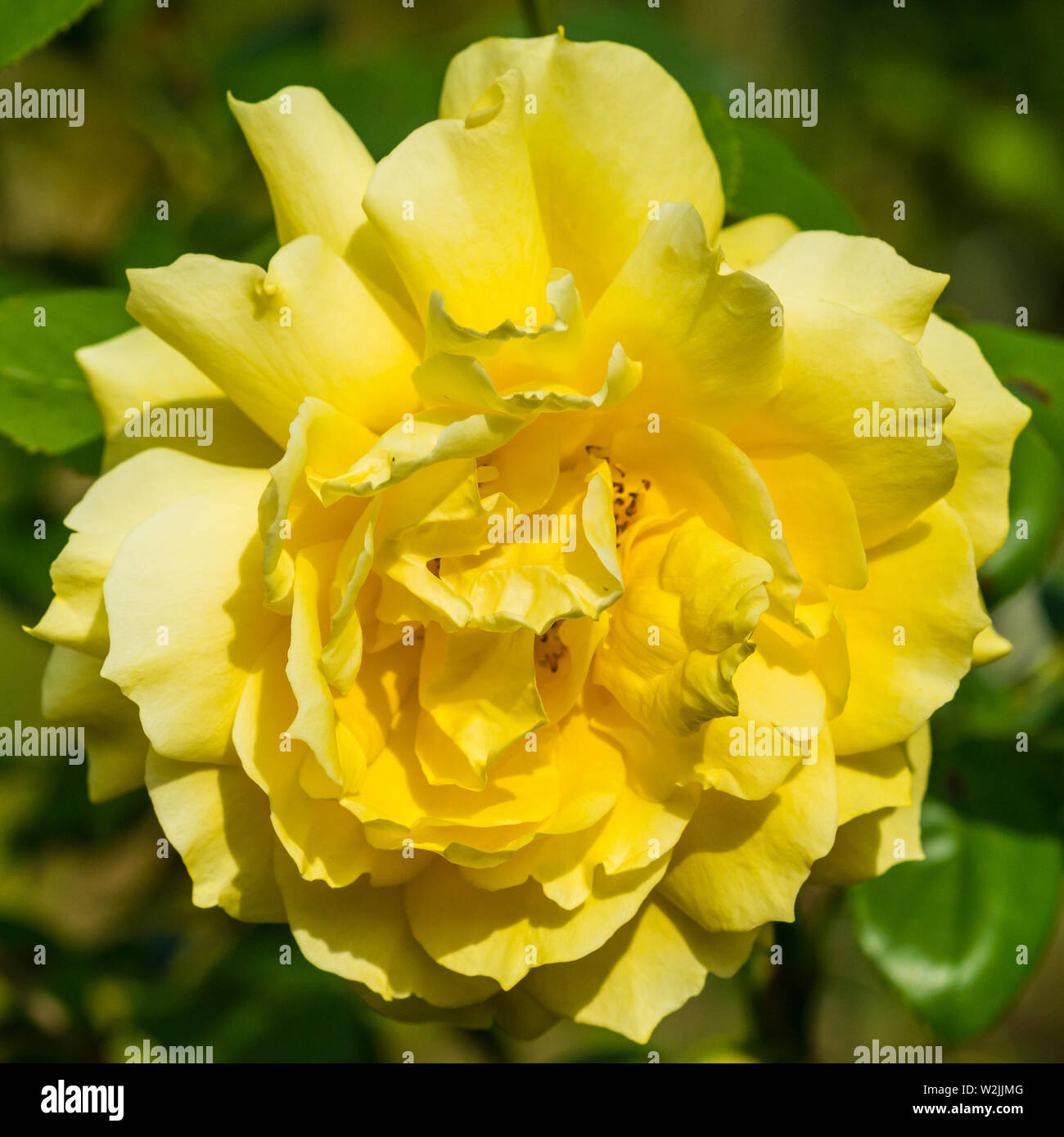 Yellow peace rose hi-res stock photography and images - Alamy