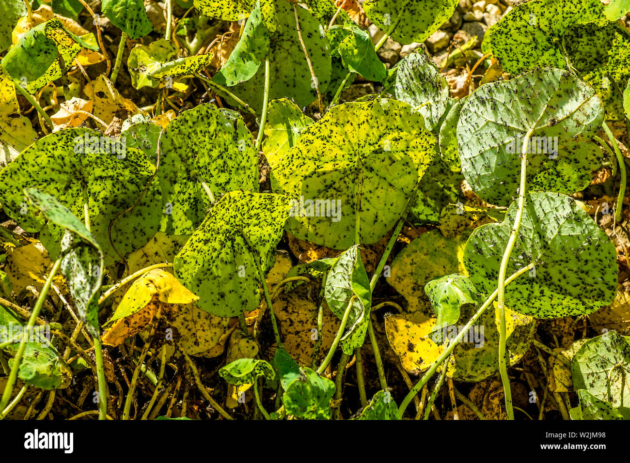 Blackfly on Nasturtium leaves. Stock Photo