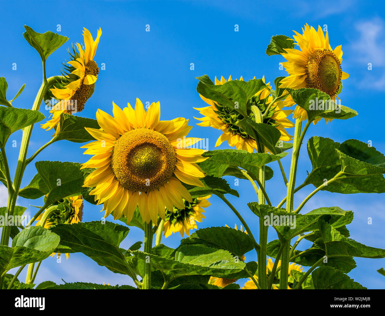 Sunflower grain hires stock photography and images Alamy