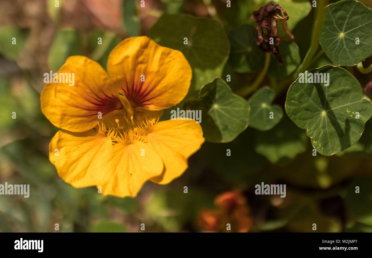 orange yellow nasturtium (tropaeolum majus blossom) Stock Photo