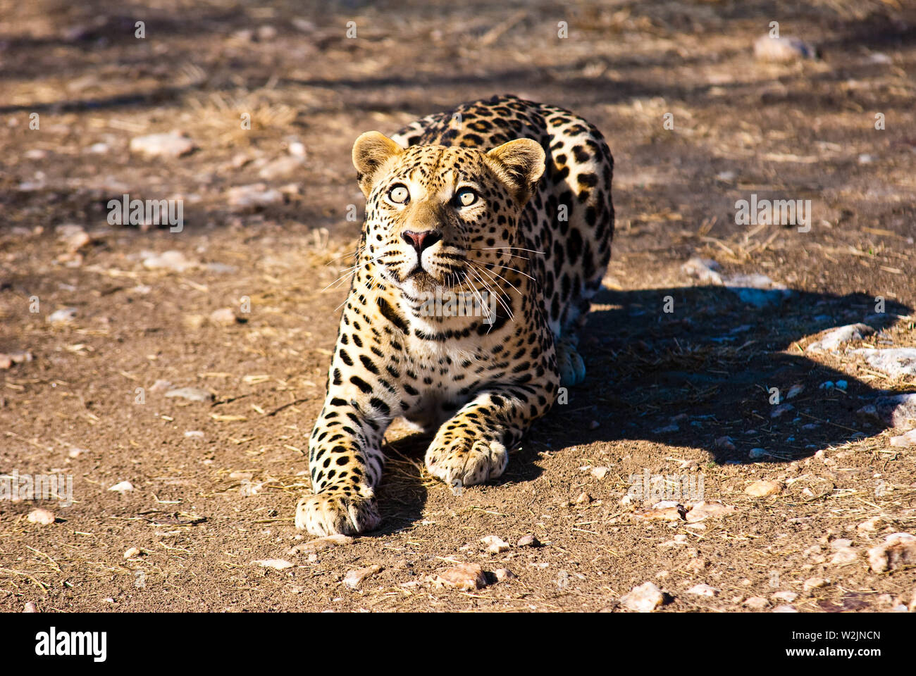 Leopard i hi-res stock photography and images - Alamy