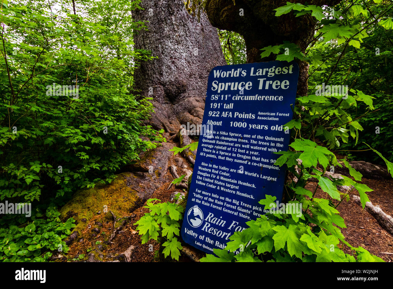 World's largest spruce tree board, Olympic National Park, Washington, United States of America, Quinalt Rain Forest. Stock Photo