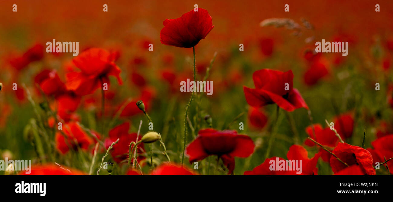 Red and white poppy hi-res stock photography and images - Alamy