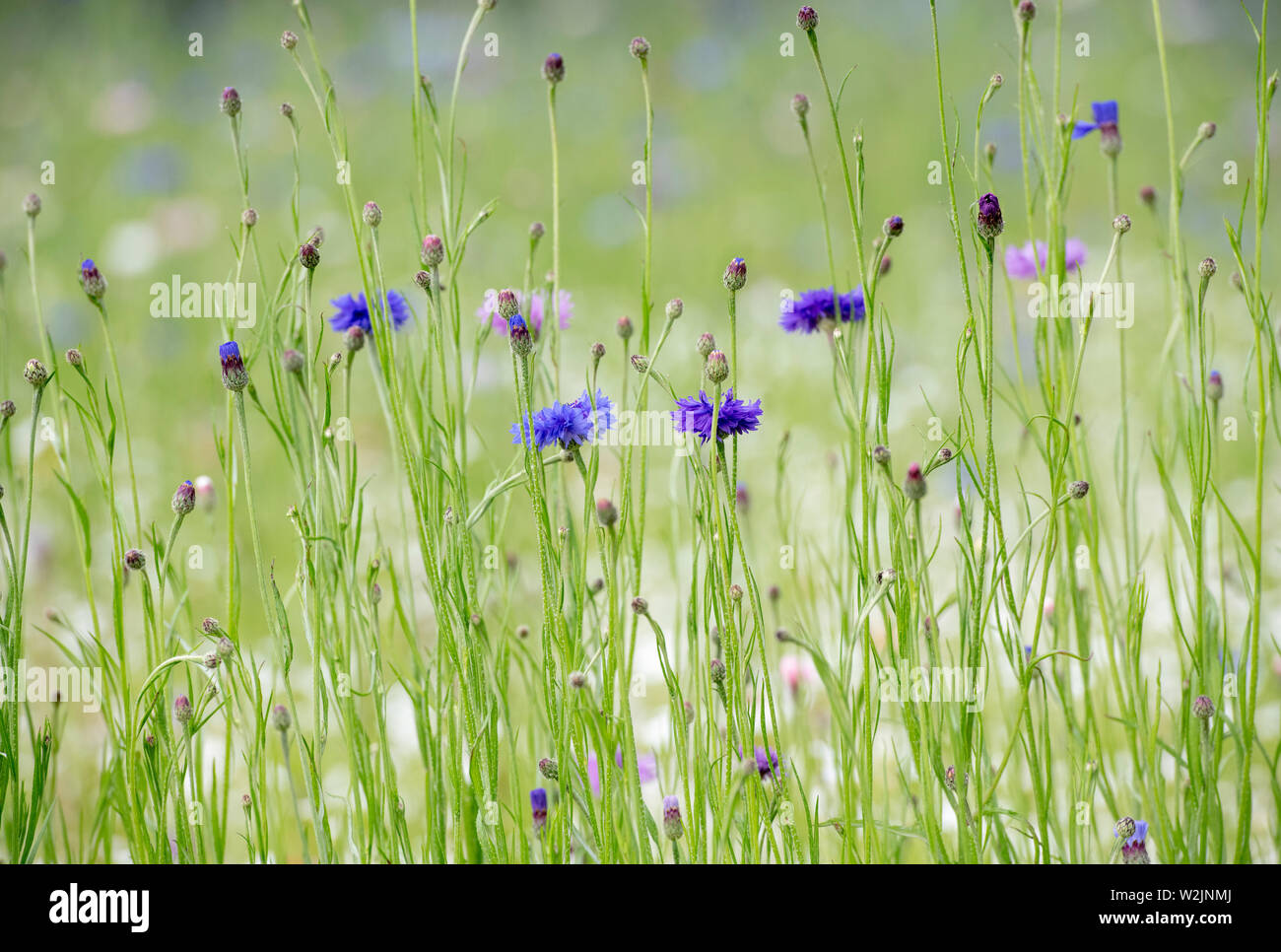 Centaurea cyanus. Cornflower wildflower meadow in an english garden