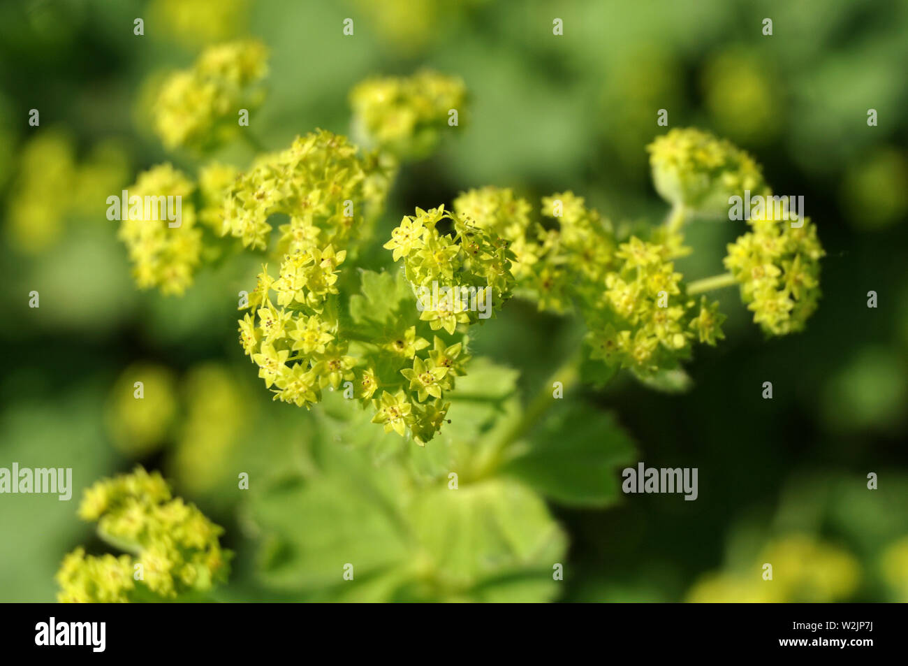 macrophotography of small green flowers of alchemilla, the lady´s mantle in morning sun Stock Photo