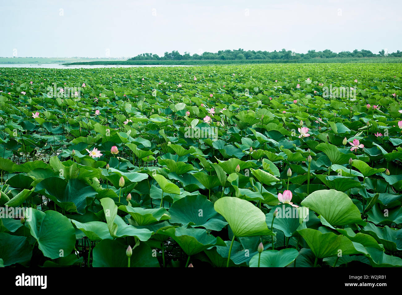 Exotic pink Lotus . Red book.Lotus valley Stock Photo Alamy