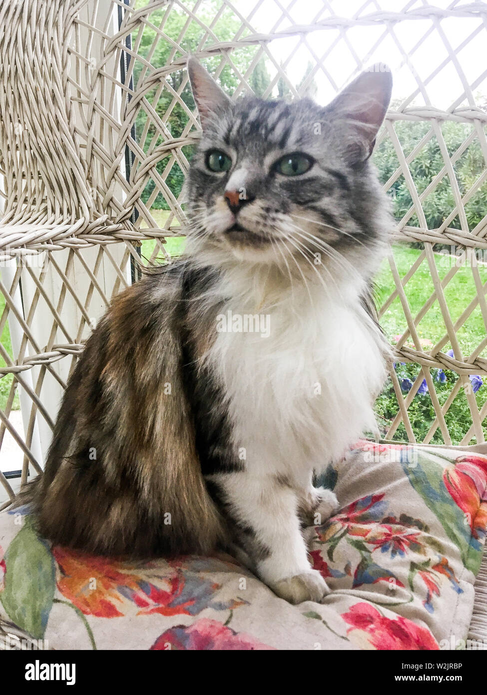 Felide High Resolution Stock Photography And Images Alamy