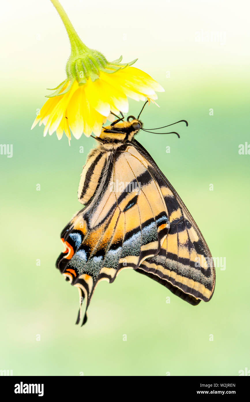 A Western Tiger Swallowtail (Papilio rutulus) hanging from a yellow flower Stock Photo