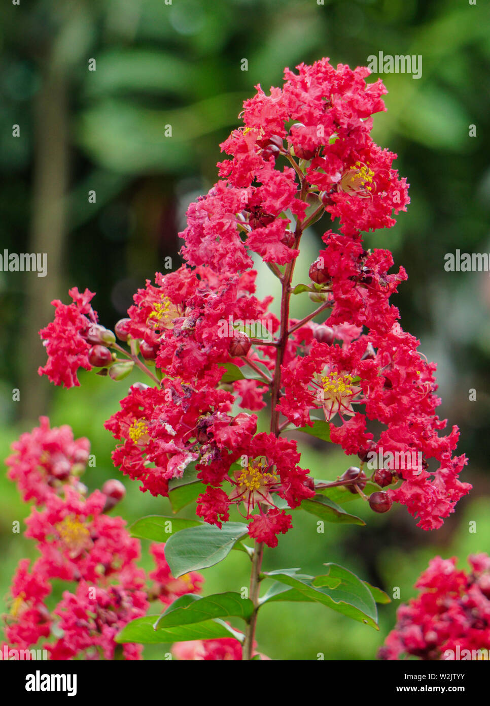 Beautiful Red Lilac Flowers in the garden Stock Photo - Alamy
