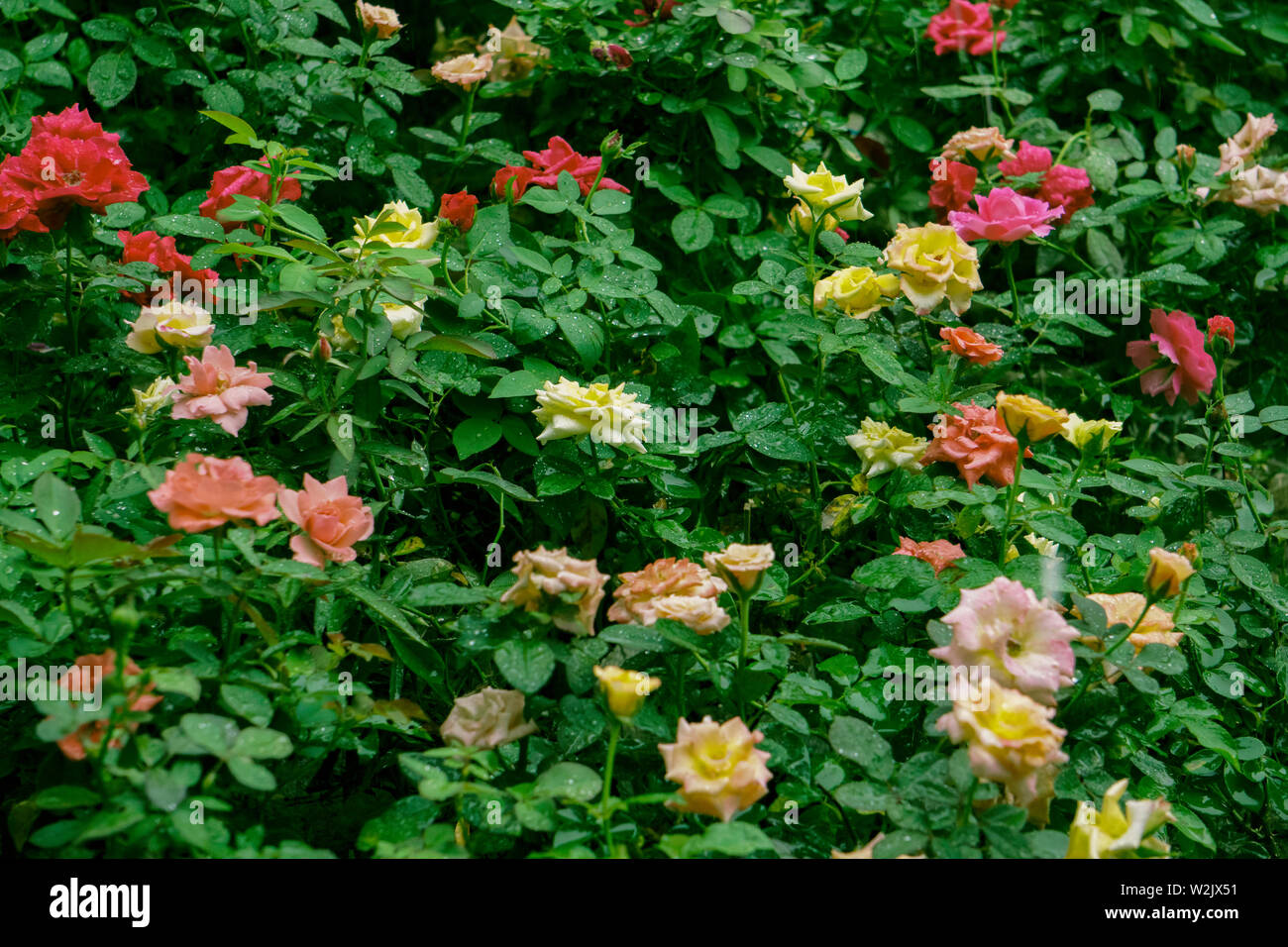Rose garden on hi-res stock photography and images - Alamy