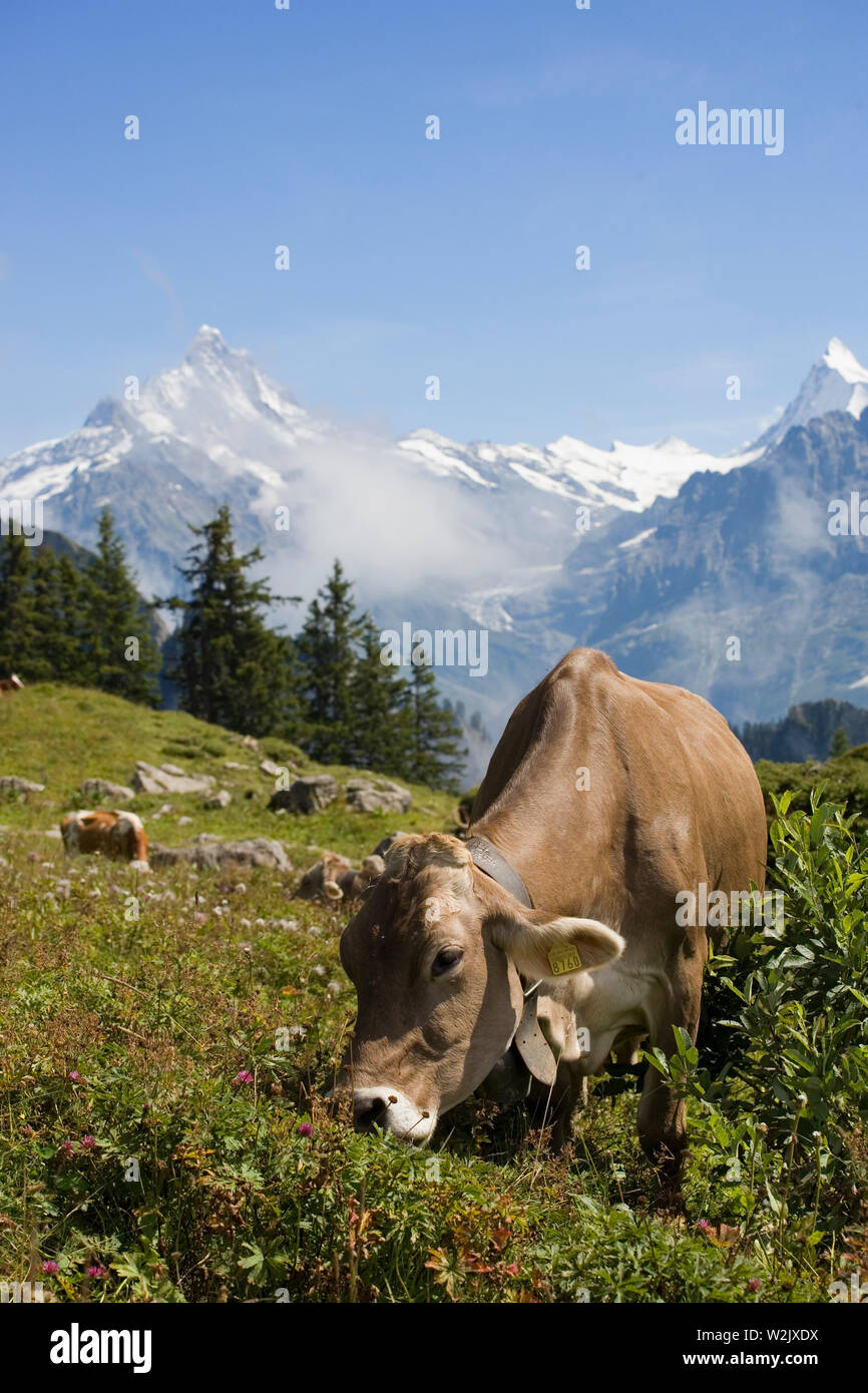 Brown Swiss Cow Hi res Stock Photography And Images Alamy brown-swiss-cow-hi-res-stock-photography-and-images-alamy