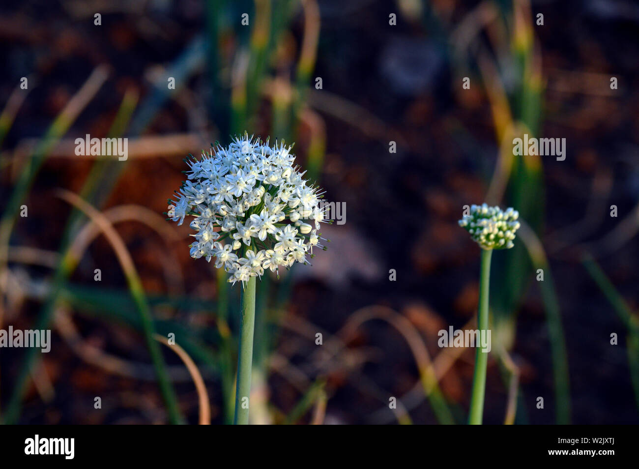 Cause of onion bolting hires stock photography and images Alamy