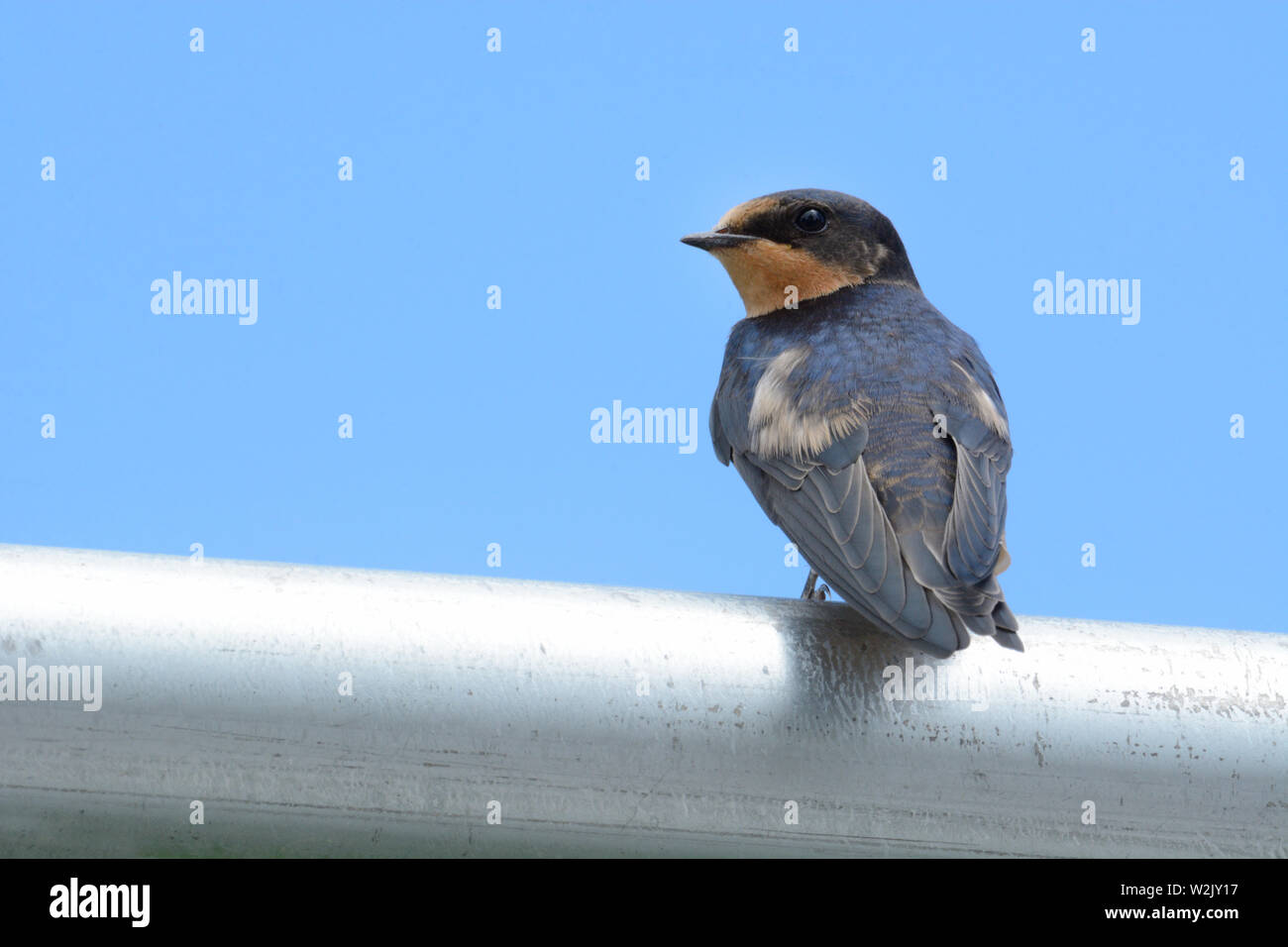 Urban wildlife of barn swallow or Hirundo rustica perched on chain link fence against sky Stock Photo