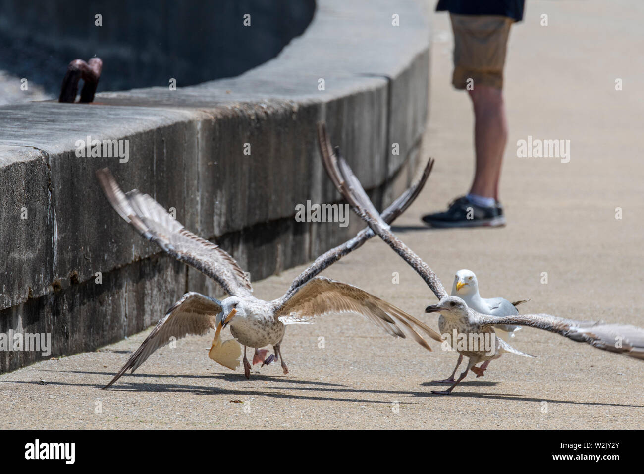 Juvenile European herring gulls (Larus argentatus) fighting over scraps / leftovers from tourists at seaside resort Stock Photo