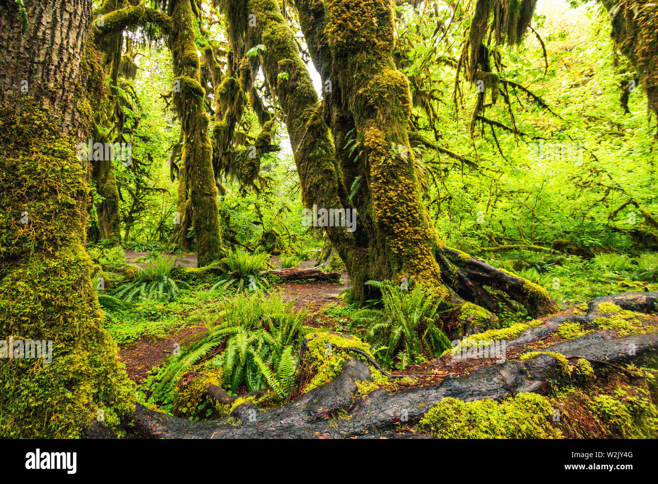 Hoh Rain Forest is situated in Washington, United States of America, nature, landscape, background, wildlife, elk, tourism, Travel USA, North America, Stock Photo