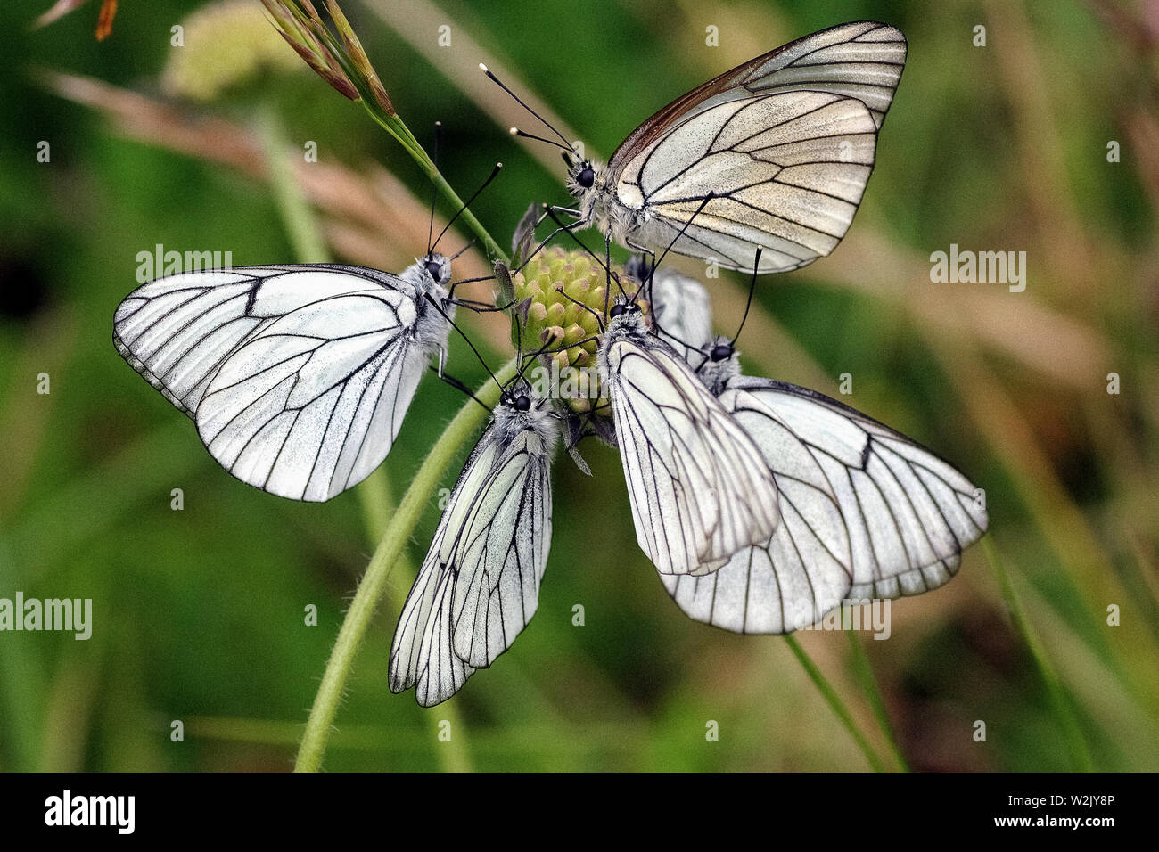 Italy Molise Macchiagodena (Is) - naturalistic reserve (Lipu) the realm of butterflies Stock Photo