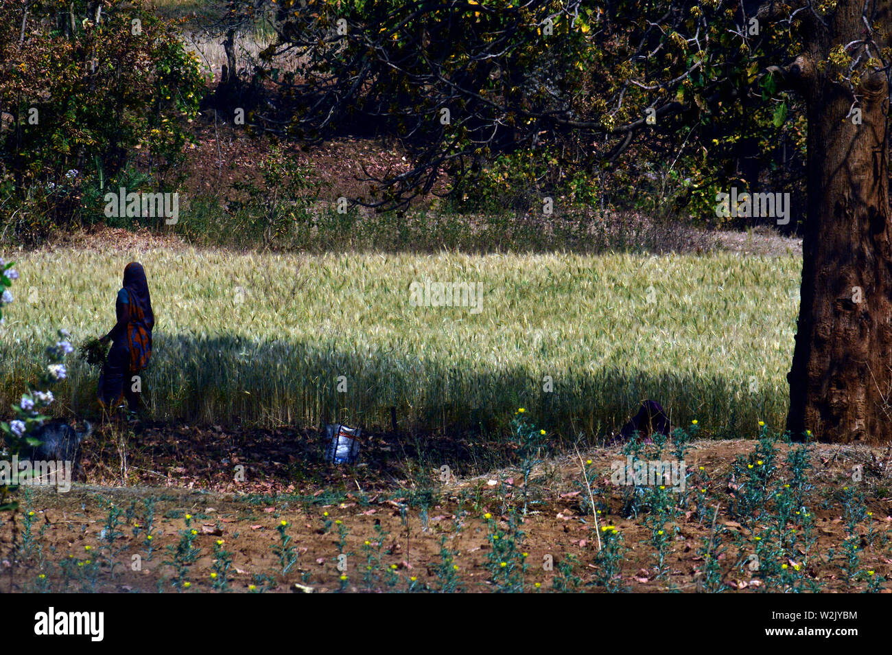 Storing the crop hi-res stock photography and images - Alamy
