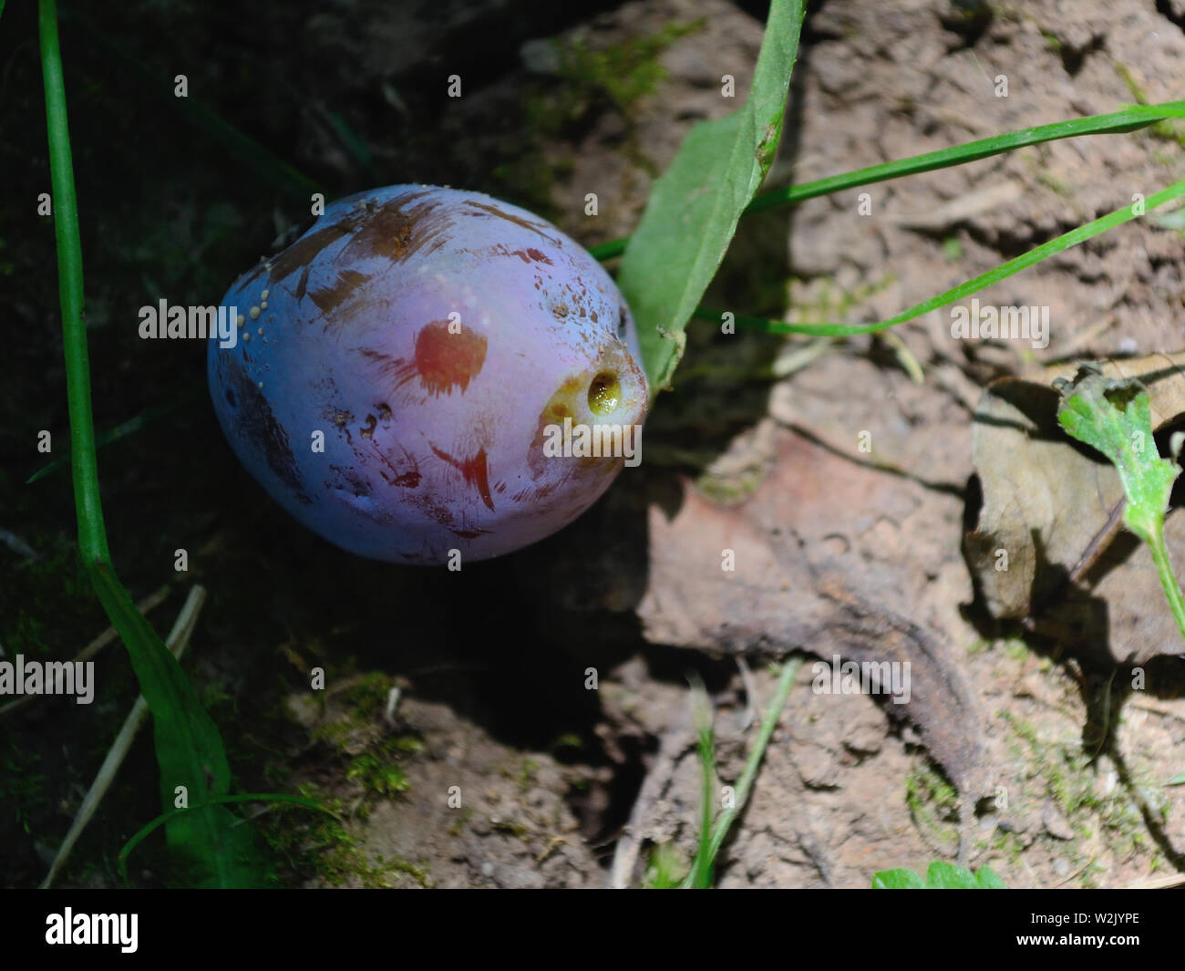 Close up of infected plum,   Monilia laxa (Monilinia laxa) Infestation Stock Photo