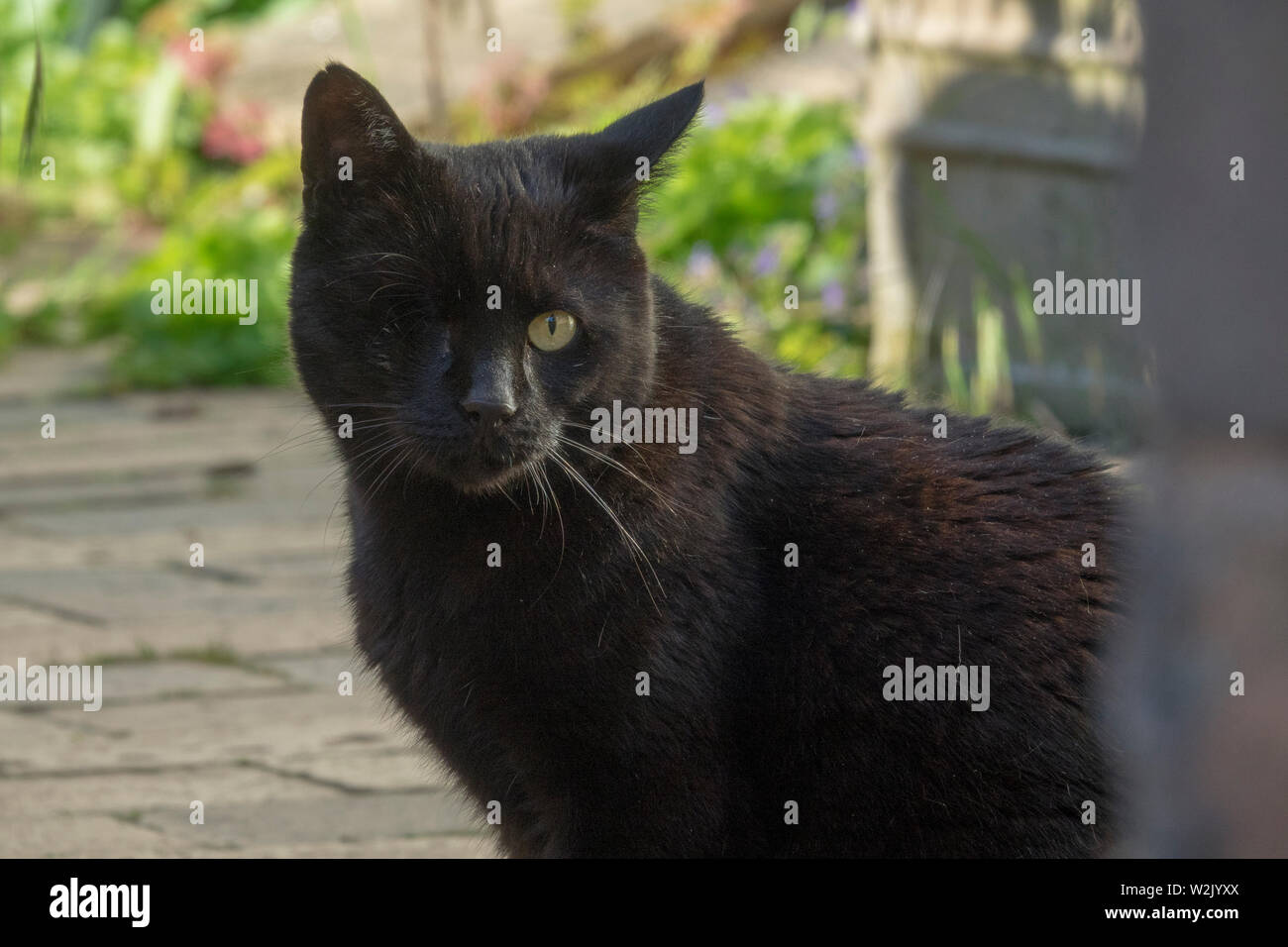 one eyed black cat