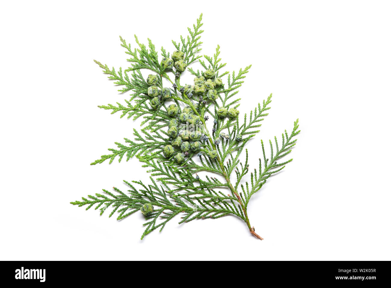 Cypress twig with growing cones isolated on white background. Cupressus Stock Photo