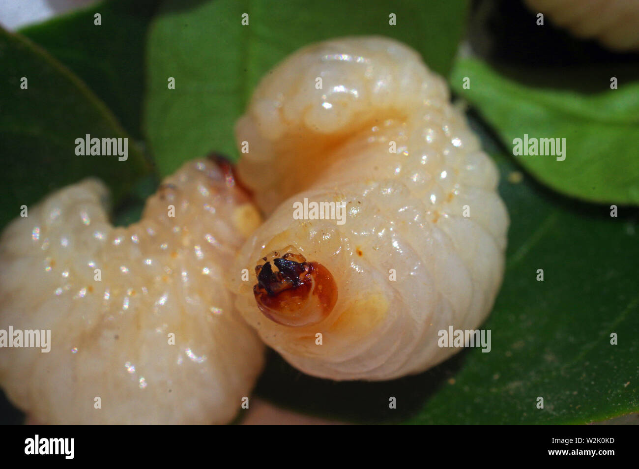 Beetle's larva close-up Stock Photo