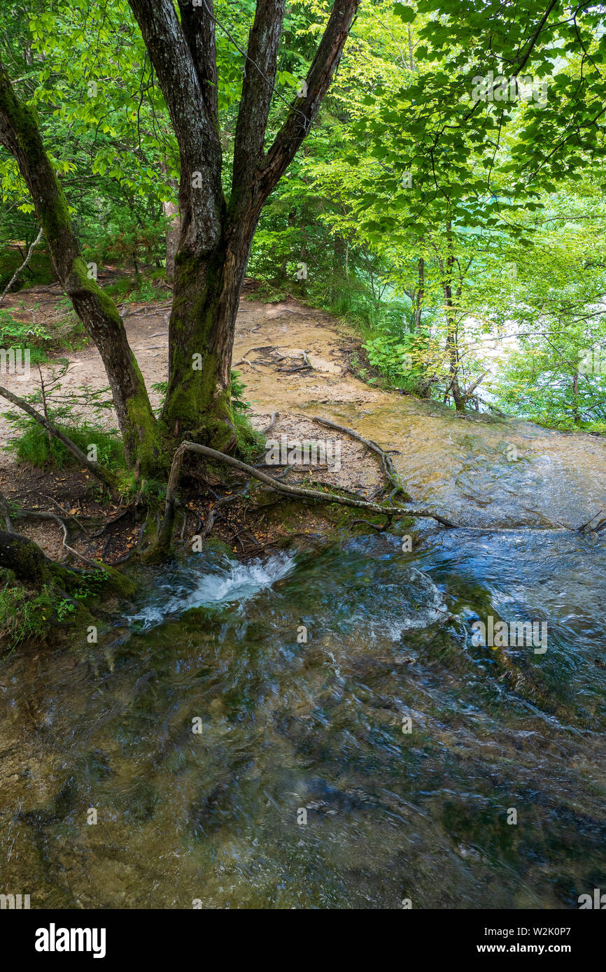 Pure fresh water of a small creek disappearing into a hole in the ground beneath a tree in the forest at the Plitvice Lakes National Park in Croatia Stock Photo