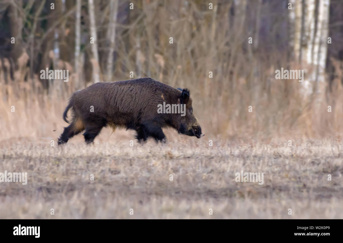 Fully grown wild boar male runs solitary over the early spring field near the forest in the evening Stock Photo