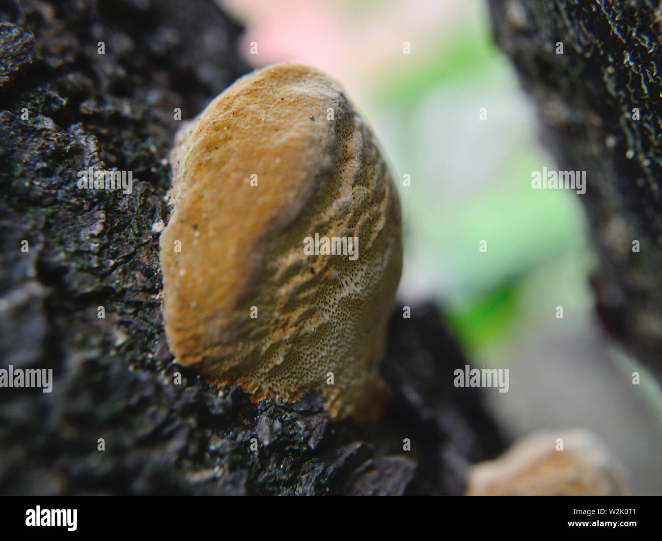 Close up of tree fungus phellinus, macro photography Stock Photo