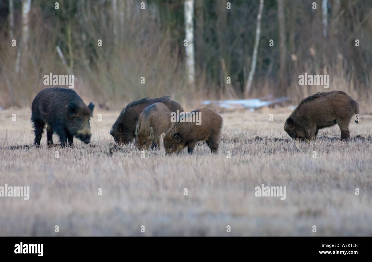 Group of wild boars in search of food on open space field in early spring Stock Photo