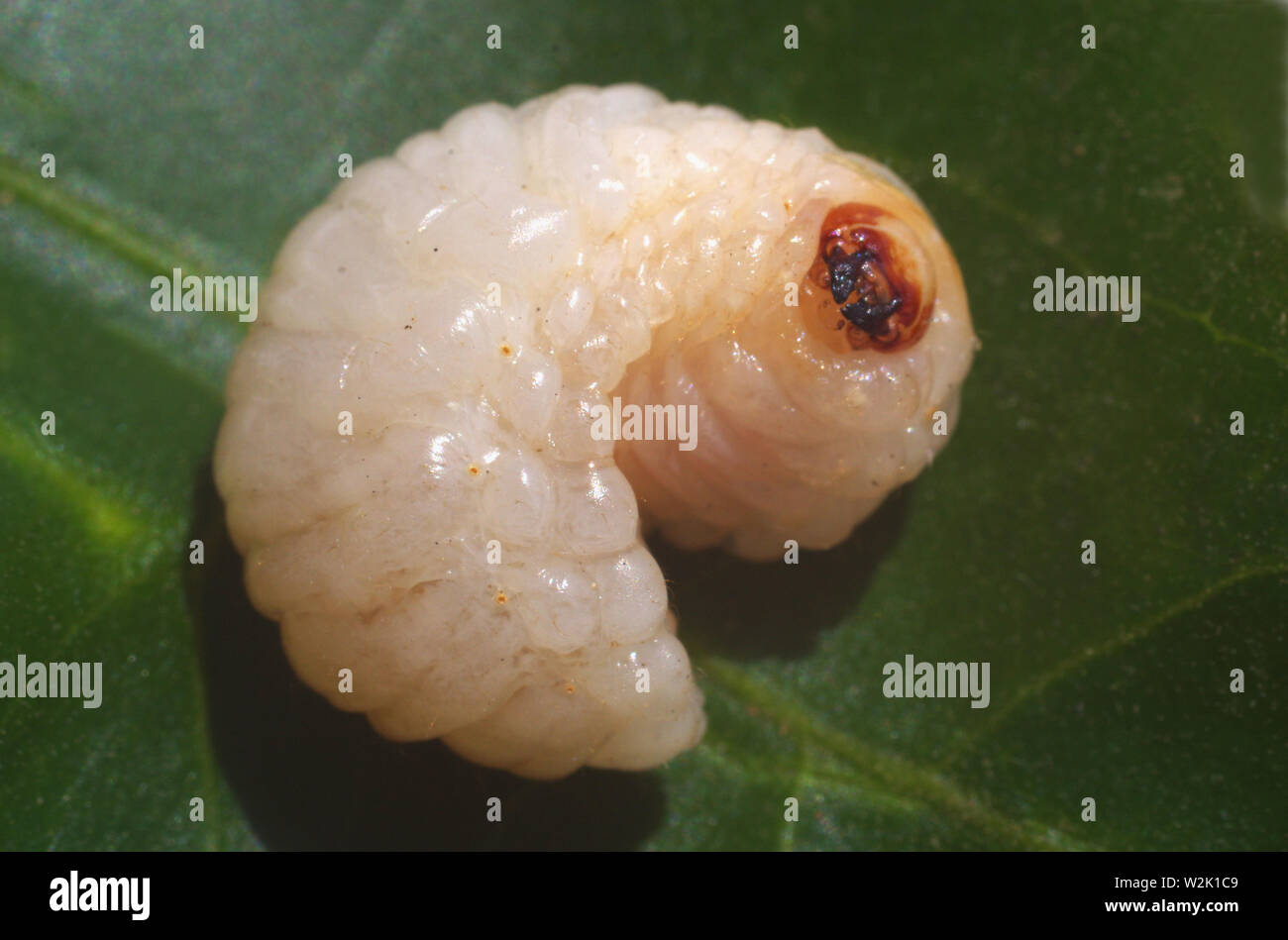 Beetle's larva close-up Stock Photo