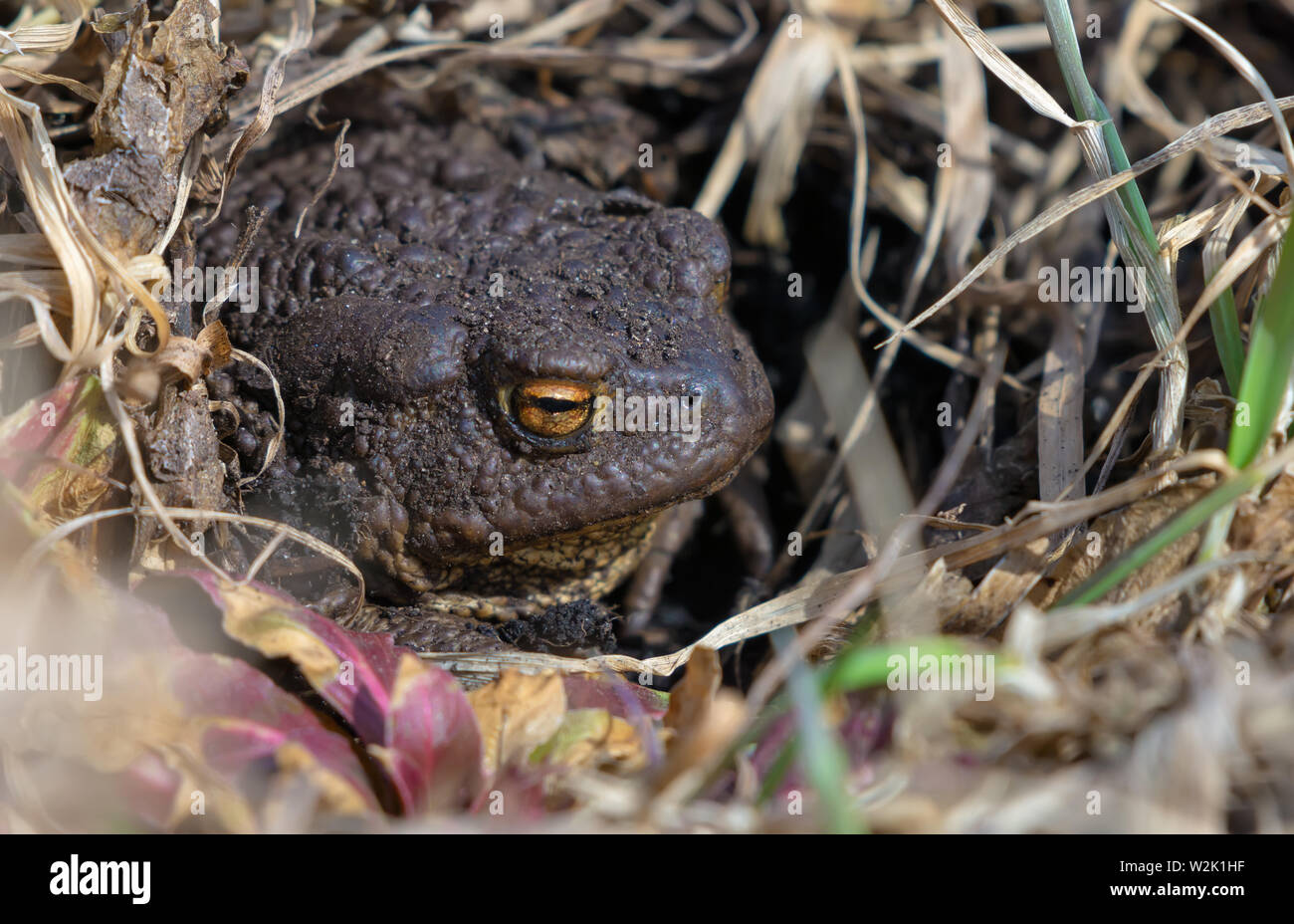 Amphibian sun hi-res stock photography and images - Alamy