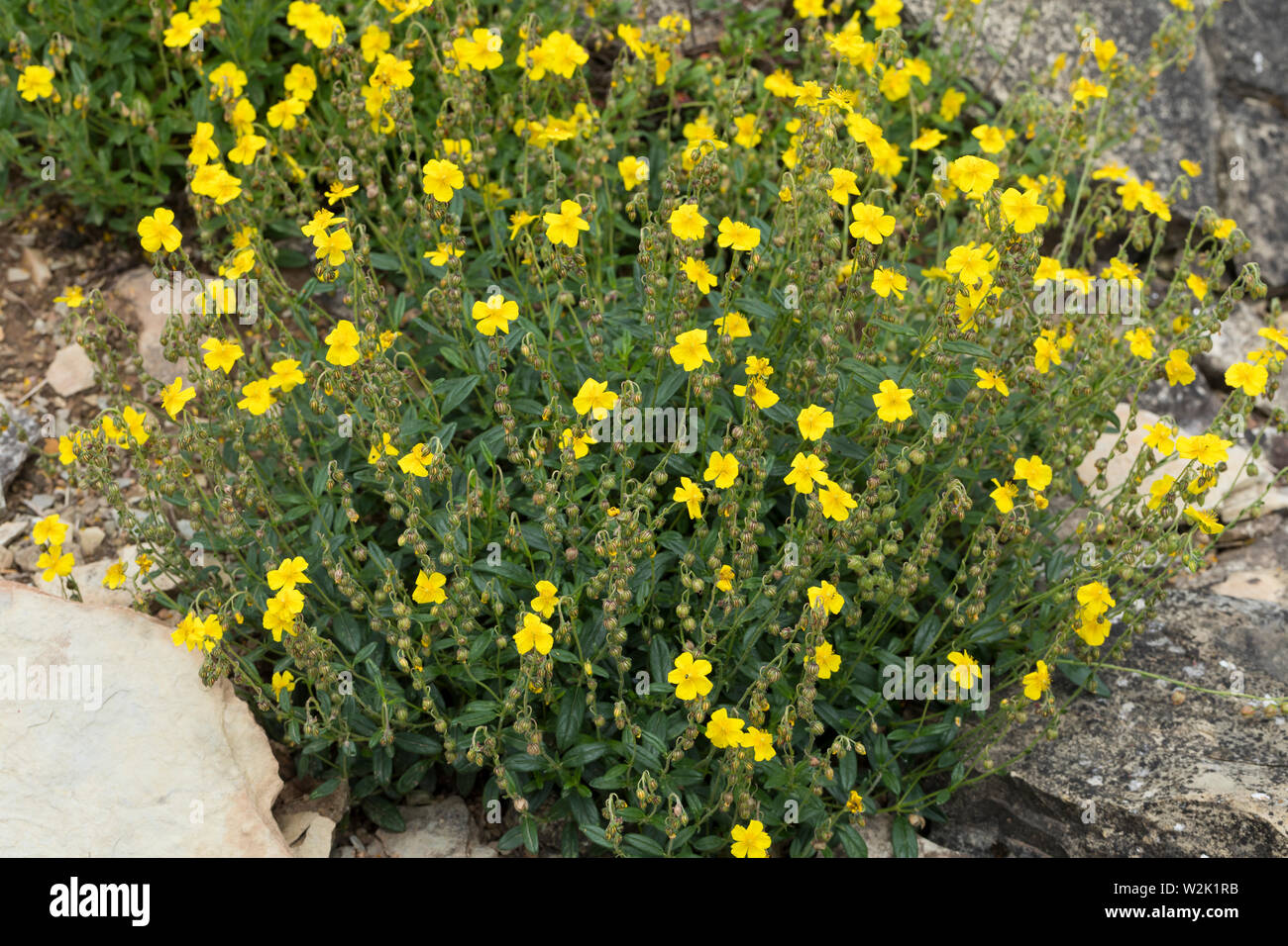 Gewöhnliches Sonnenröschen, Sonnenröschen, Gelbes Sonnenröschen, Sonnen-Röschen, Sonnenwendröschen, Helianthemum nummularium, Rock Rose, Rockrose, com Stock Photo