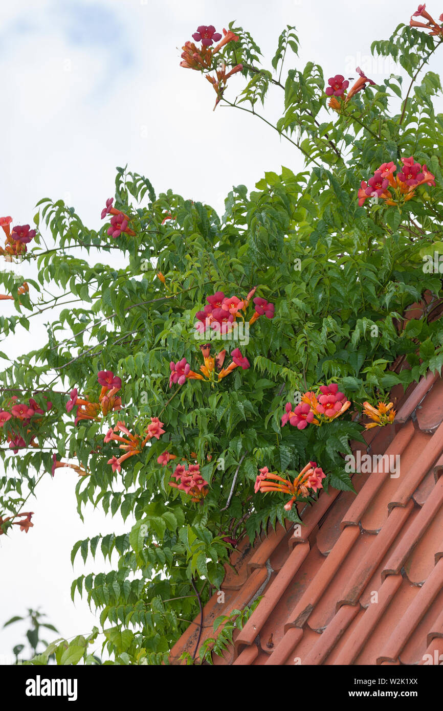 Klettertrompete, Kletter-Trompete, Trompetenblume, Trompeten-Blume, Trompetenwinde, Trompetenwein, Trompeten-Winde, Campsis spec., Bignonia spec., Tec Stock Photo