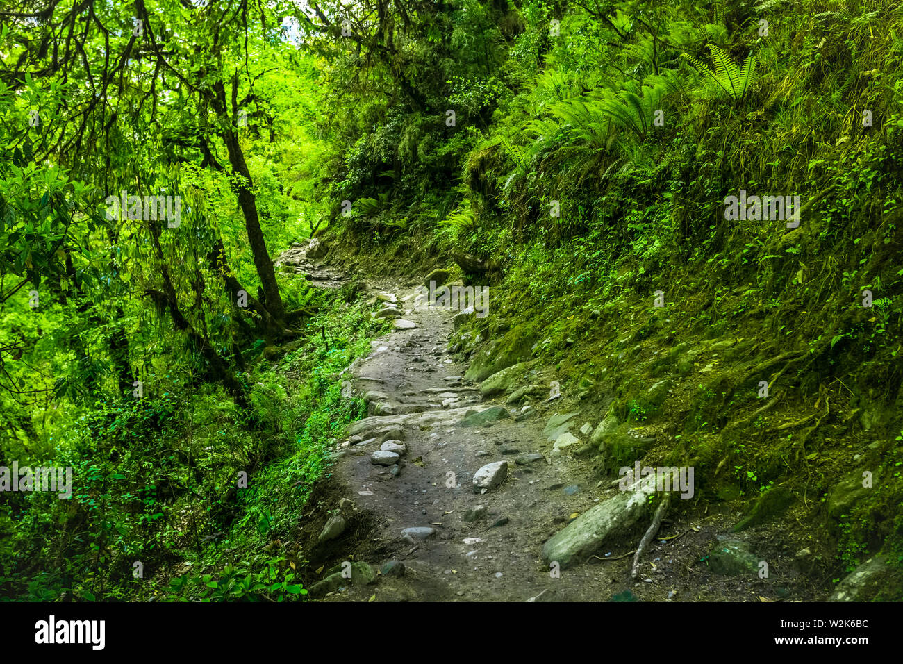 Subtropical forest in Nepal. Travel Background Stock Photo