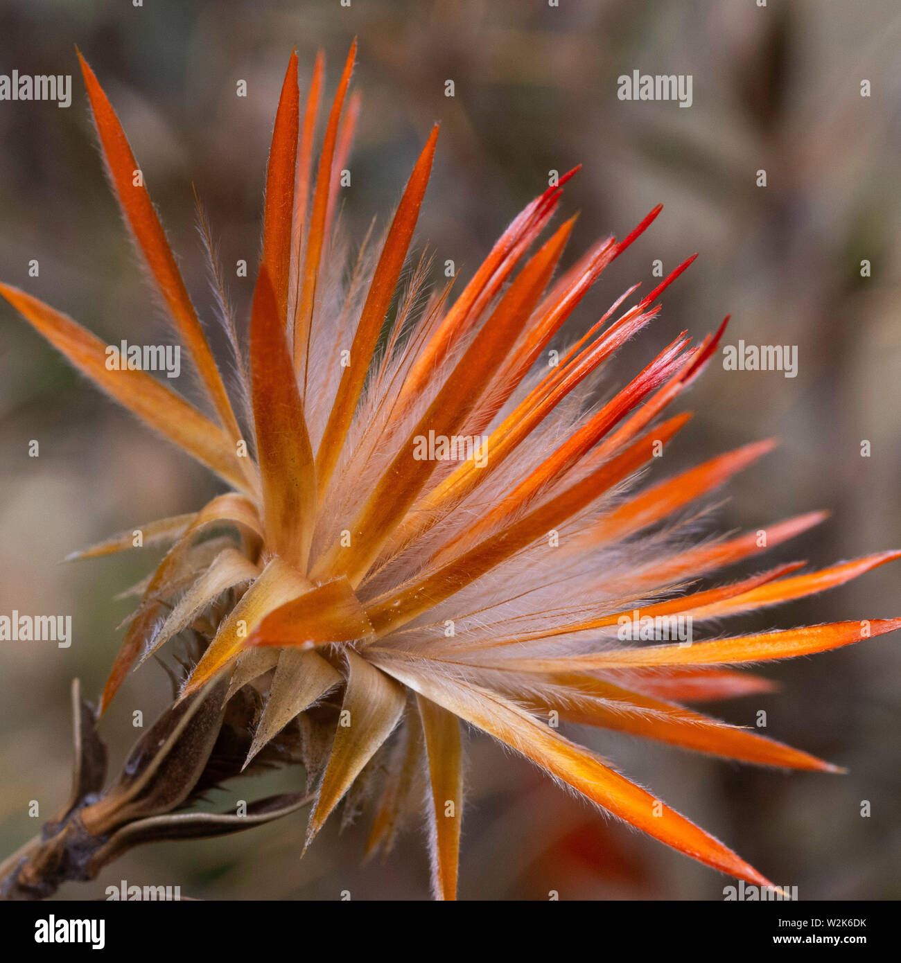 huamanpinta flower, a wild Peruvian plant with wonderful orange petals. This plant has a wonderful orange Stock Photo