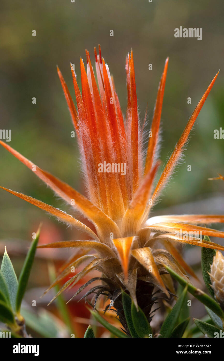 traditional Peruvian wild orange flower huamanpinta with antioxidant and anti-inflammatory properties Stock Photo