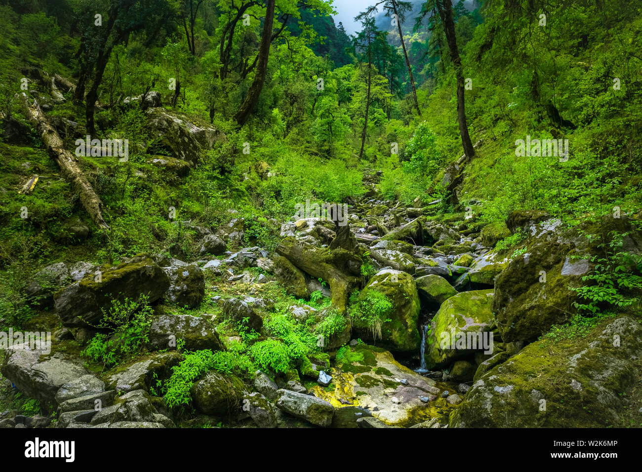 Subtropical forest in Nepal. Travel Background Stock Photo