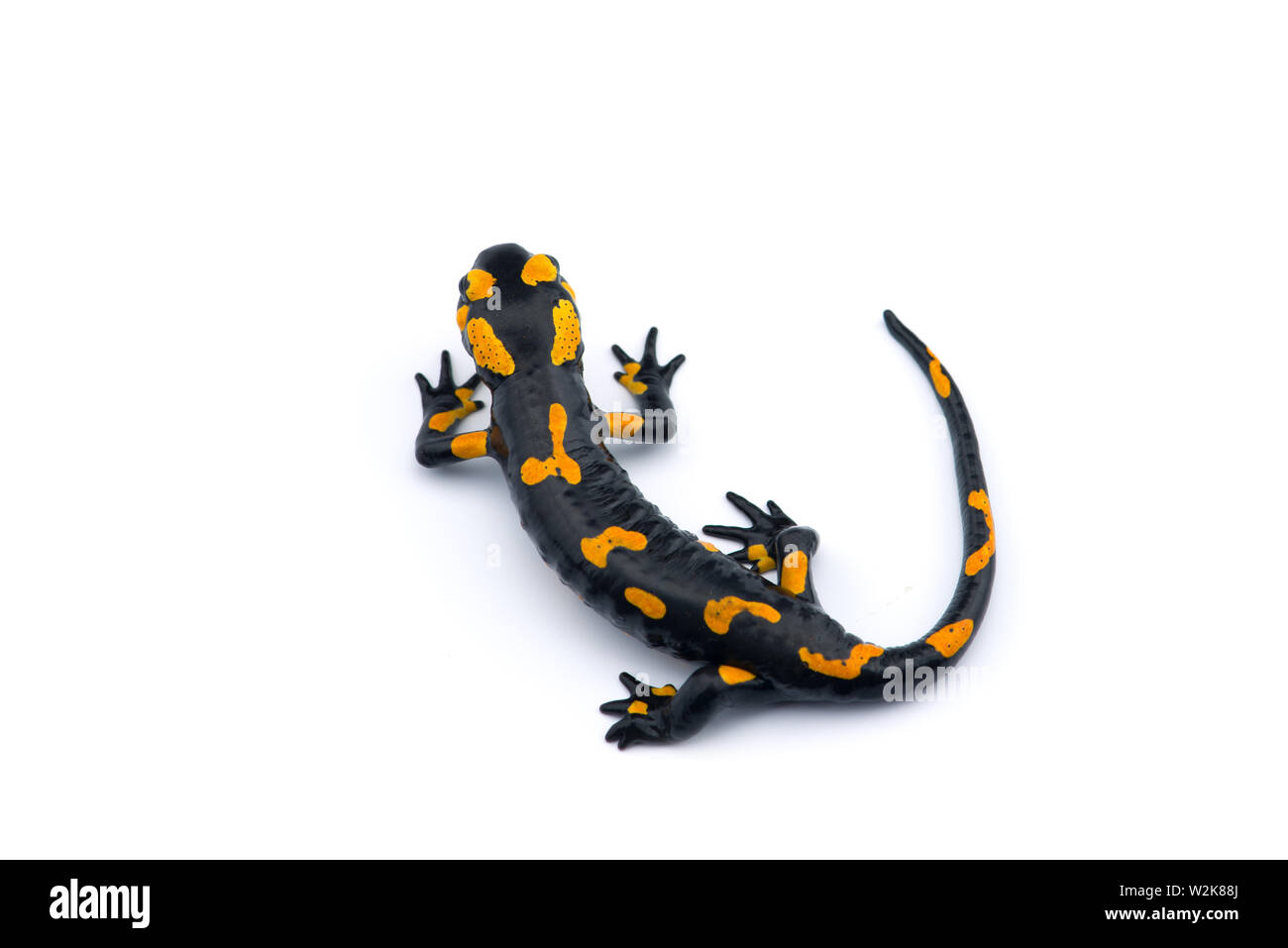 The fire salamander isolated on white background Stock Photo - Alamy