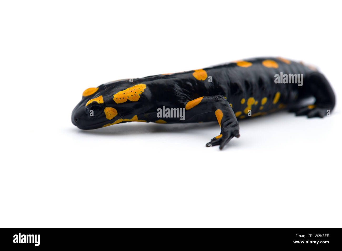 The fire salamander isolated on white background Stock Photo - Alamy