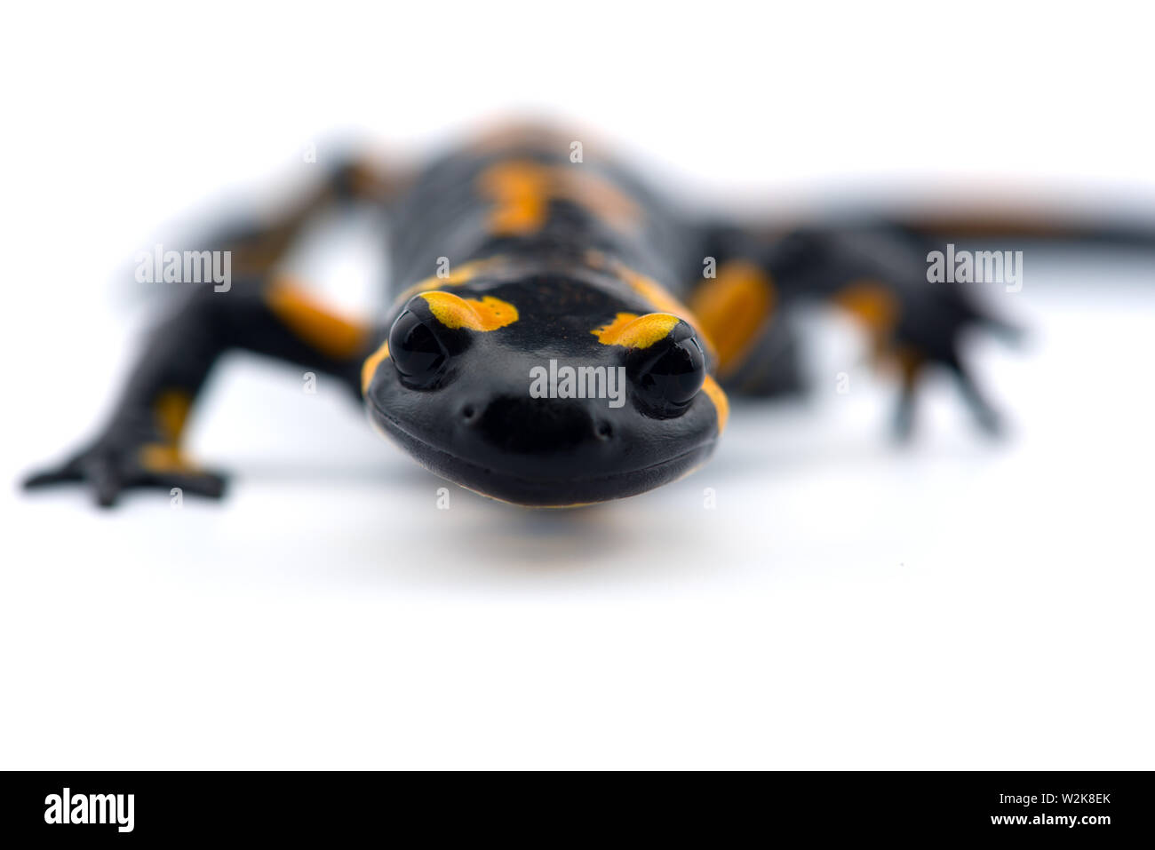 The fire salamander isolated on white background Stock Photo - Alamy