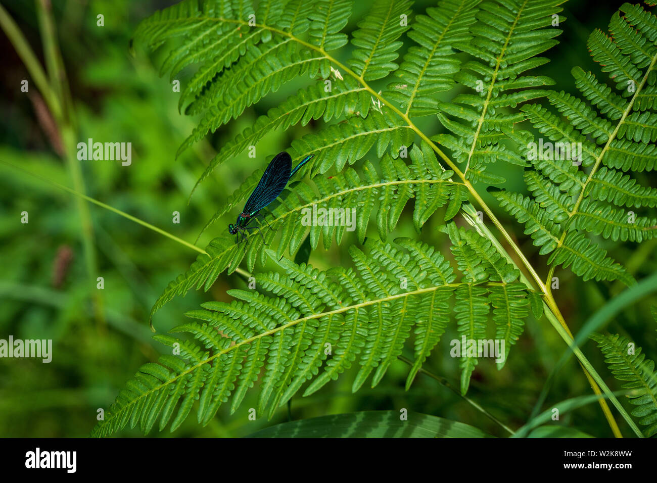 Blueish colored dragonfly sitting on the leave of a fern at the Plitvice Lakes National Park in Croatia Stock Photo