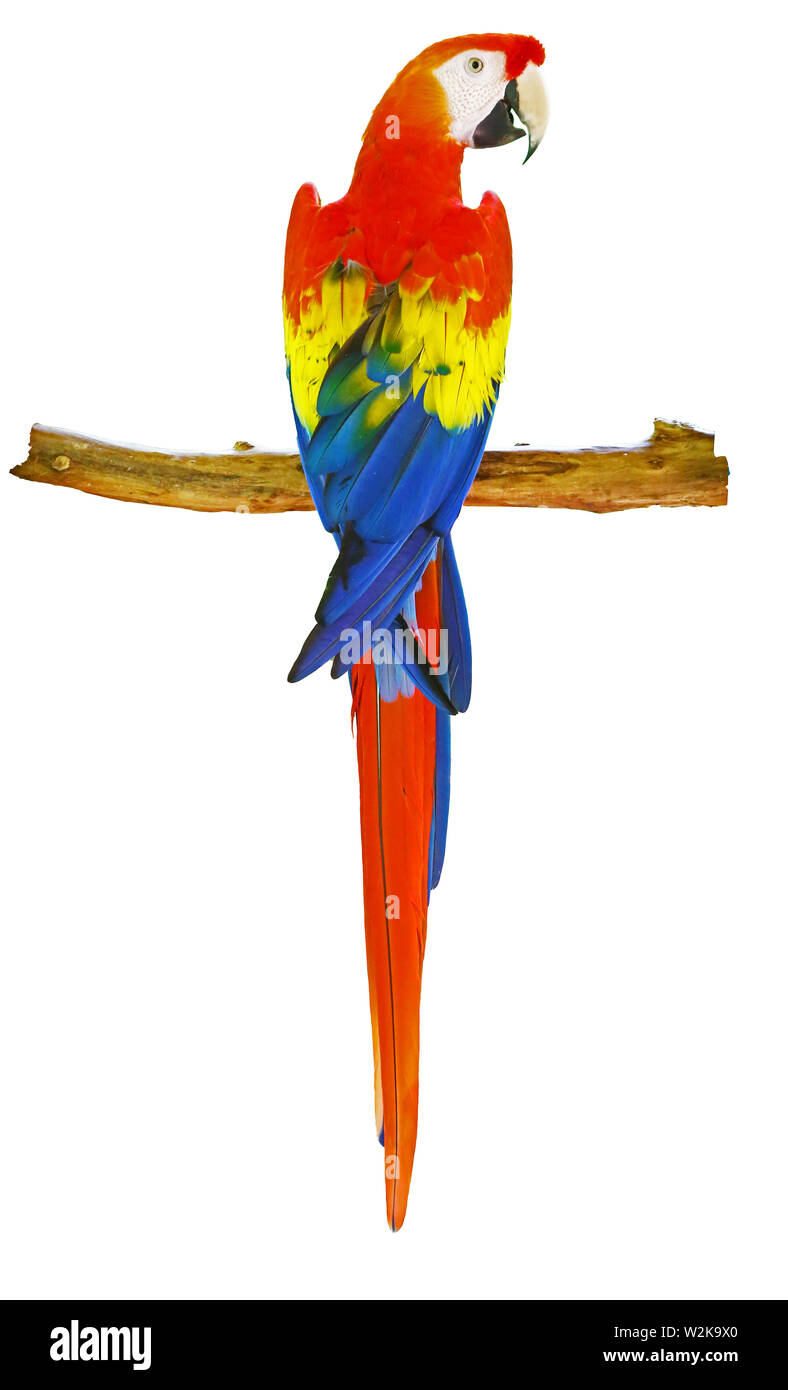 Scarlet macaw on white background Stock Photo